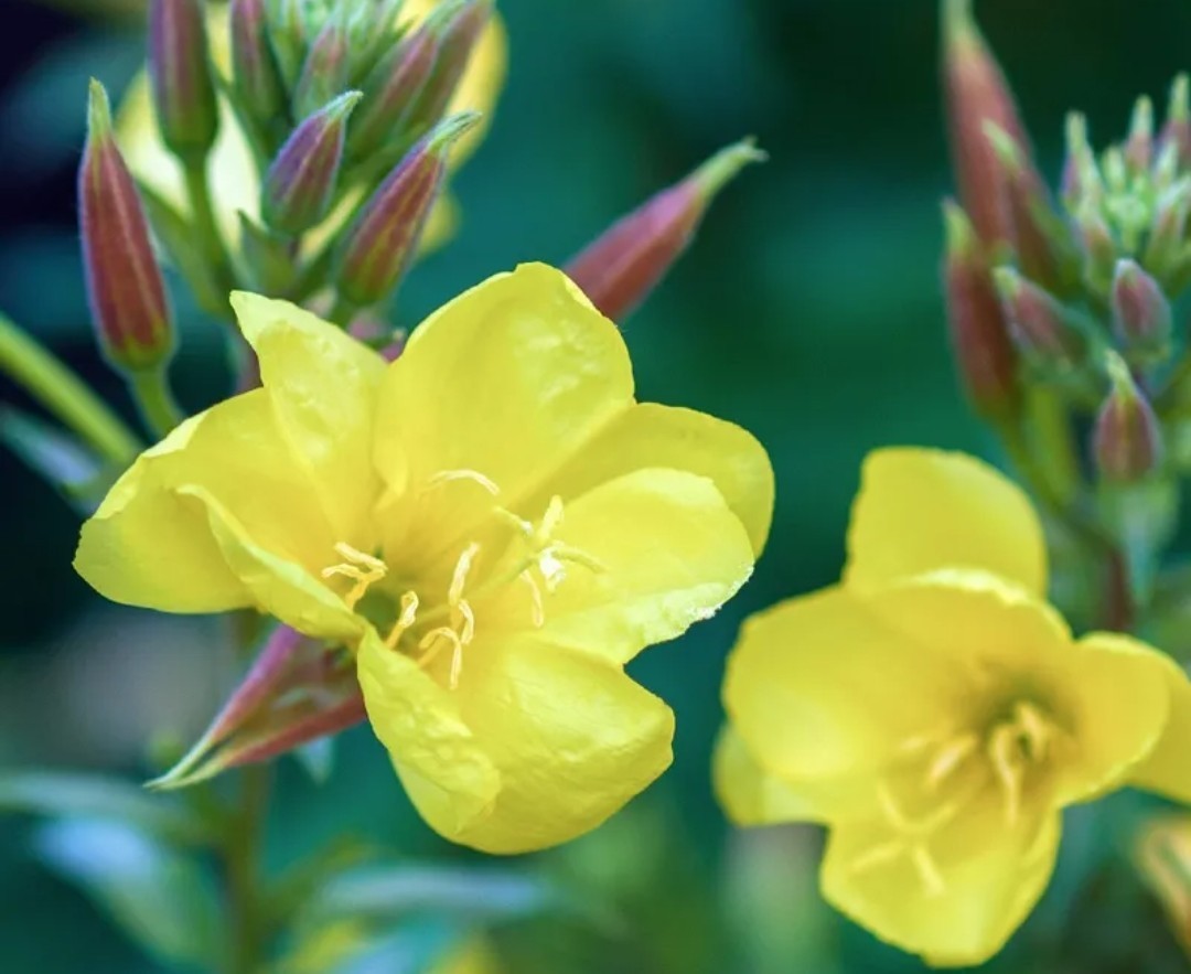 500+ Yellow Common Evening Primrose Seeds **Fresh Seeds~~Free Shipping~~