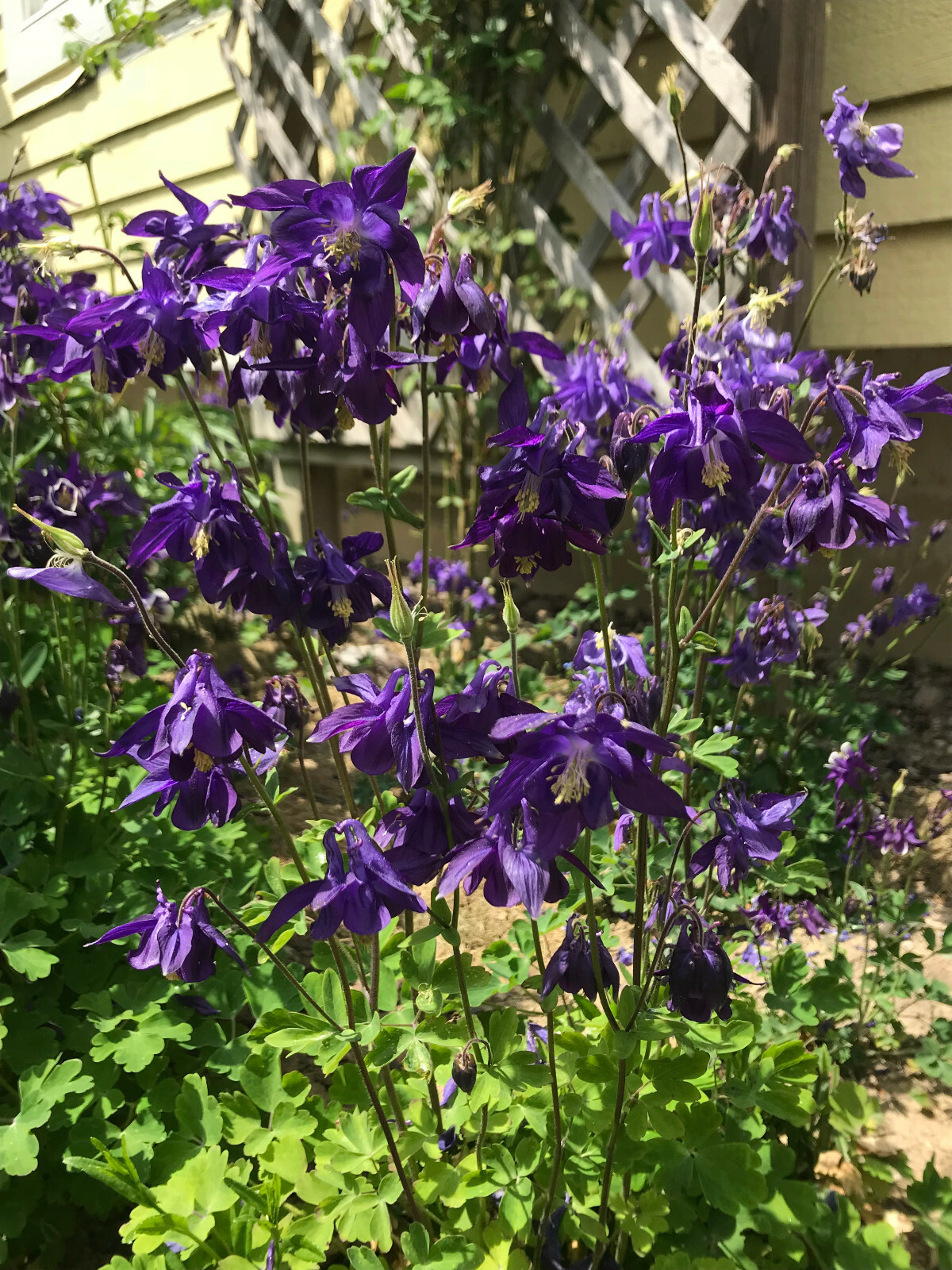 1 lb of Seeds Aquilegia Vulgaris Purple Blue Crimson Black Columbines 2021 Bulk
