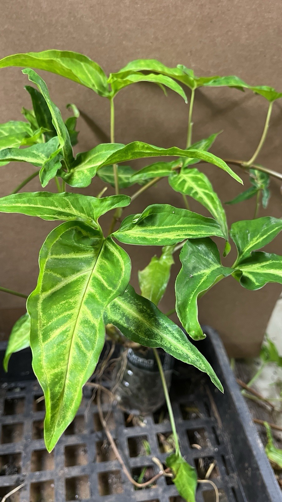 Syngonium Podophyllum Variegated deep cut arrow head plant.