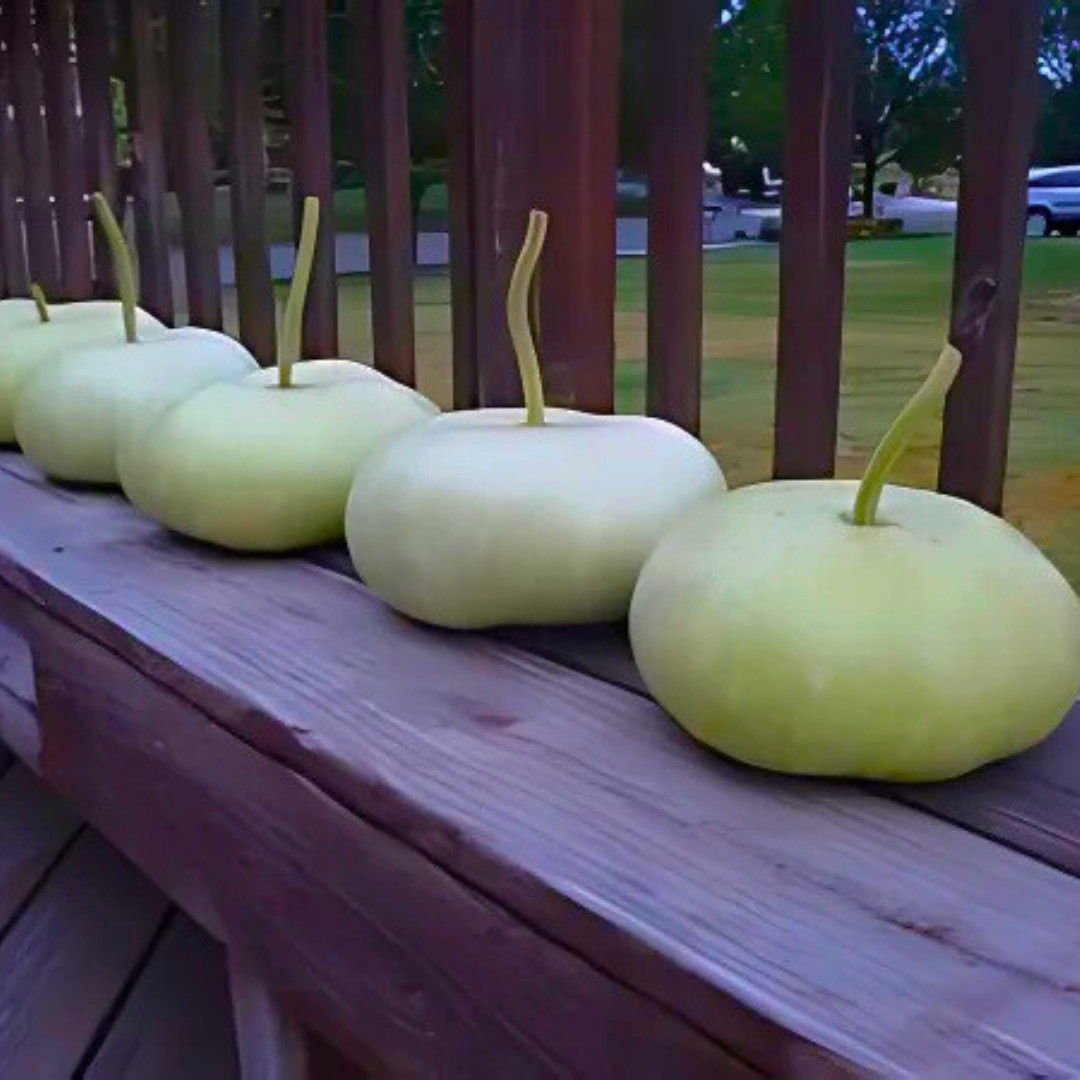 Fresh Bhoomi Gourd Seeds | Dhudi | 10 Seeds | Heirloom Non-GMO | Asian Vegetable