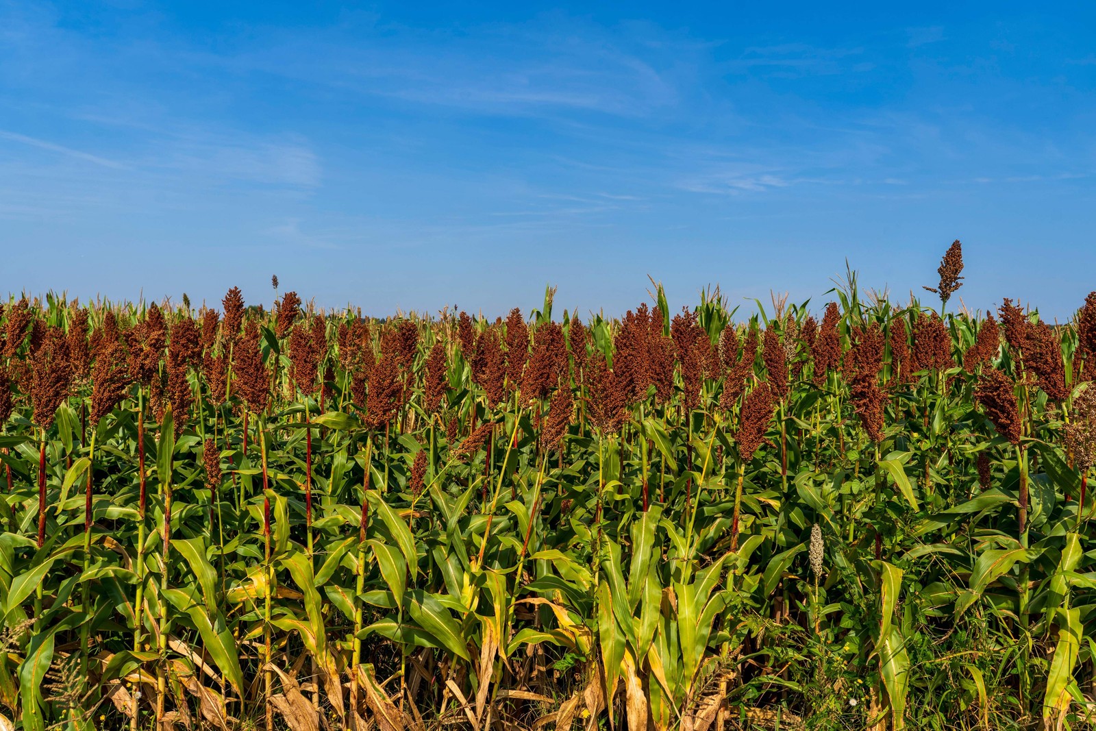 50 DELLA SORGHUM Bicolor Syrup Flour Grain Vegetable Seeds