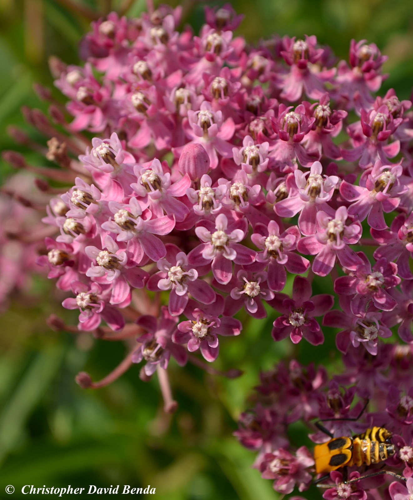 Pink Swamp Milkweed Seeds. Asclepias incarnata Free Shipping!