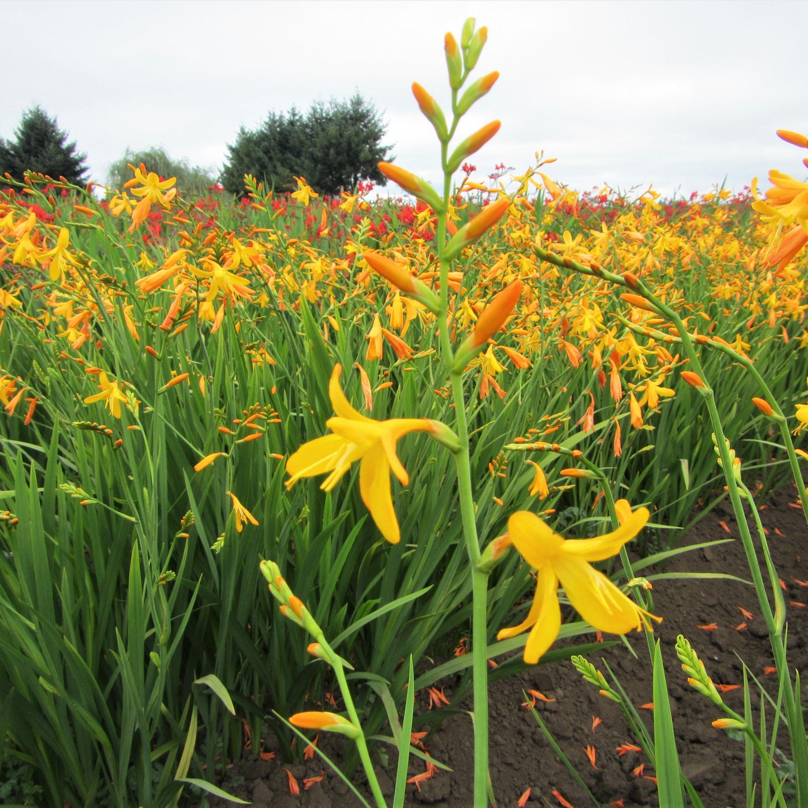 Crocosmia George Davidson 20 Plant Bulbs – Spring to Summer Yellow Blooms