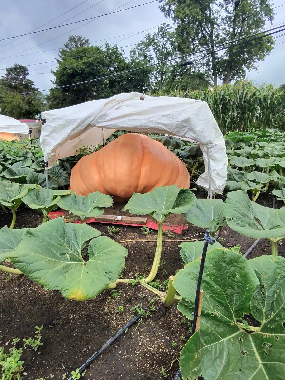 2 Atlantic Giant pumpkin Seeds from our own 2026 pound state champion winner!!!