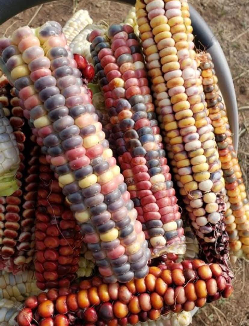 10 Painted Mountain Corn Seeds – Organic – RARE – Rainbow Non Gmo – Annual – USA