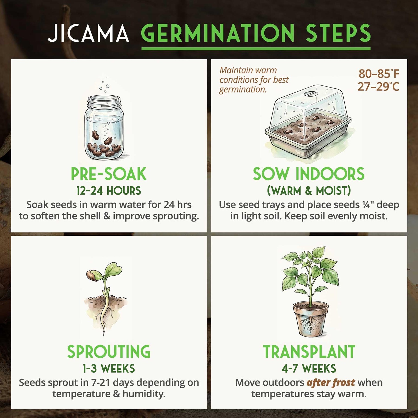 Jicama Seeds for Planting – True Jicama (Pachyrhizus erosus) Mexican Turnip o…