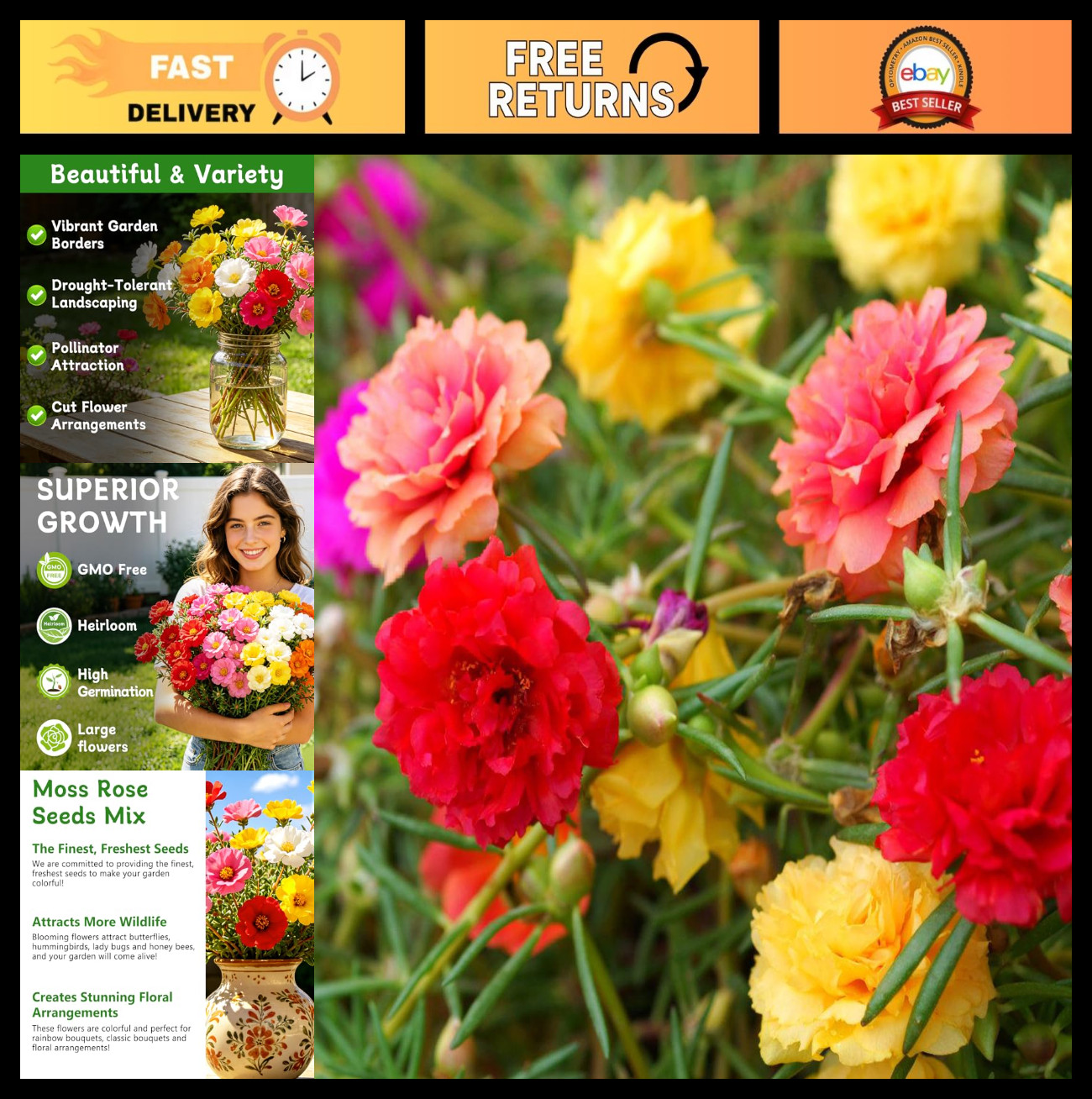 40,000+ Moss Rose Seeds – Non-GMO Bulk Flower Seeds for Outdoor Planting, Mixed