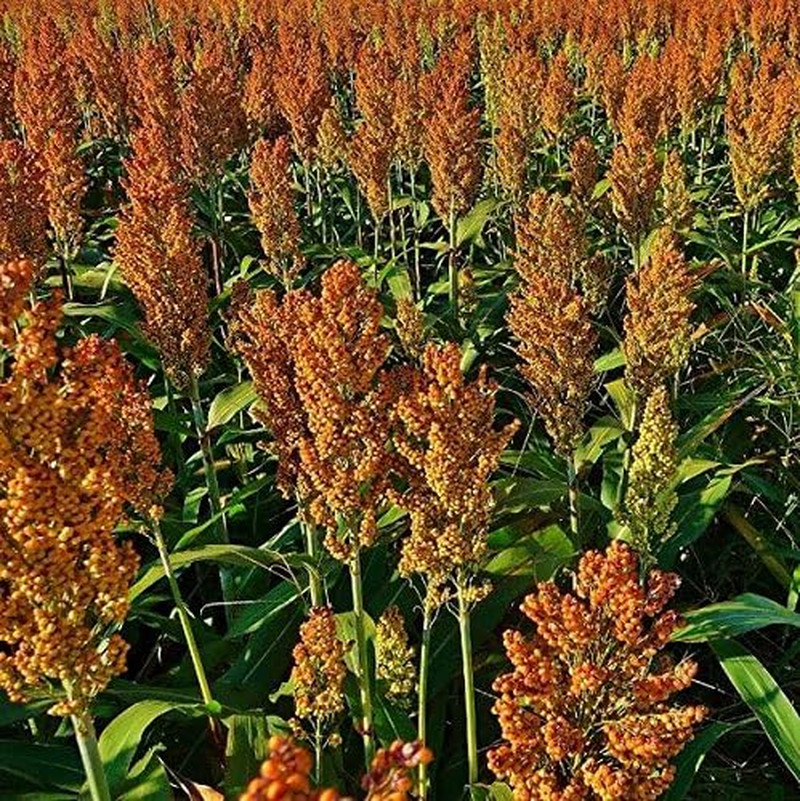 Sugar Drip Sorghum – Packet of 15 Seeds