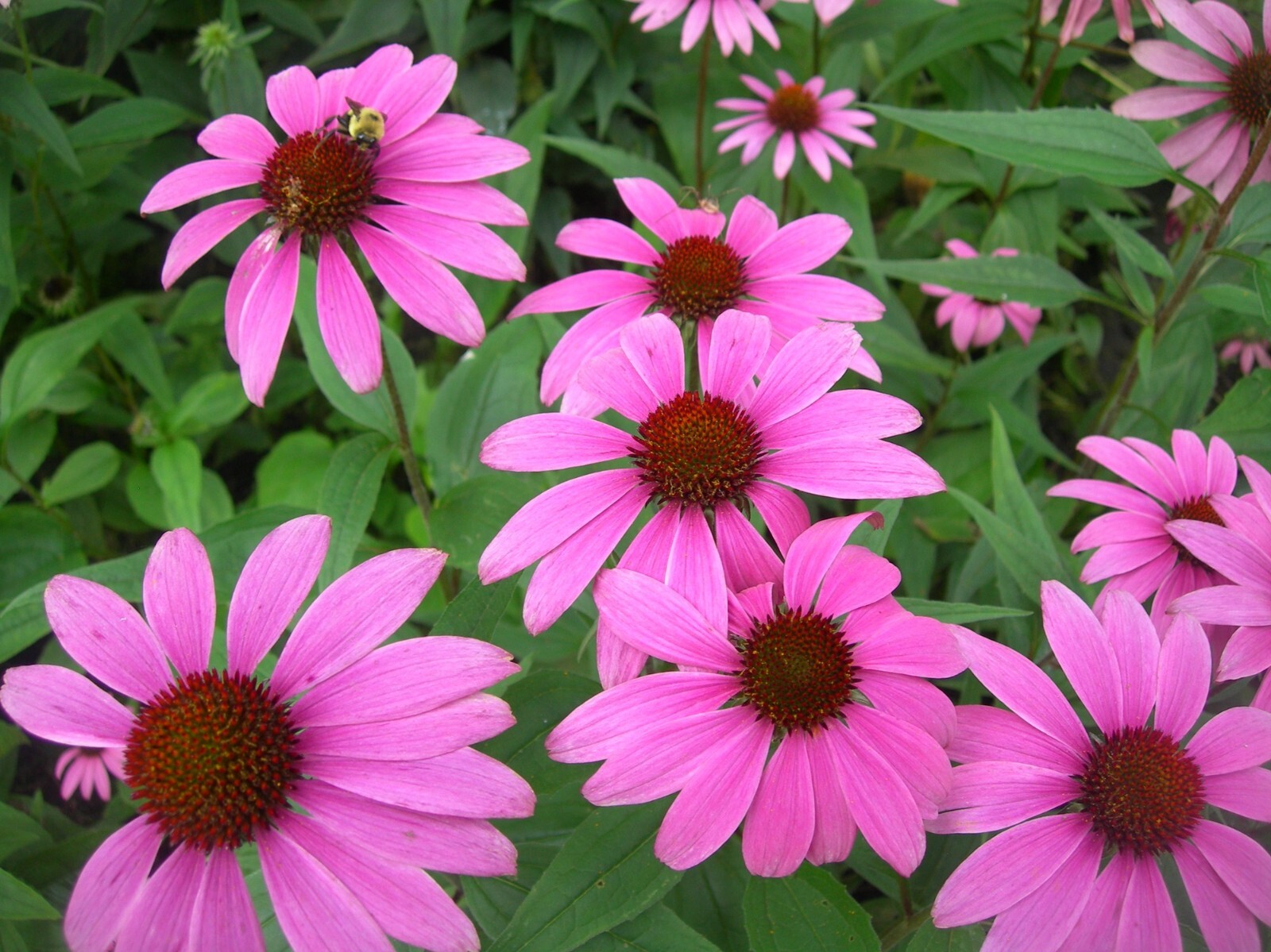 Organic Tennessee Coneflower {Echinacea tennesseensis}10+ seeds Free Shipping!