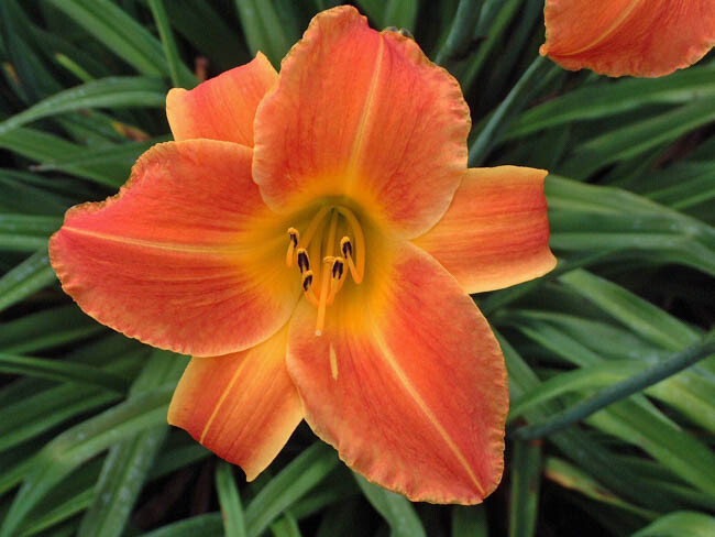 Bright Sunset Daylily Hemerocallis One Rooted Starter Plant