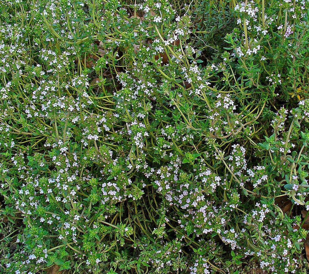 1000+Common Thyme Seeds True Winter Thyme Perennial Kitchen Garden Herb USA