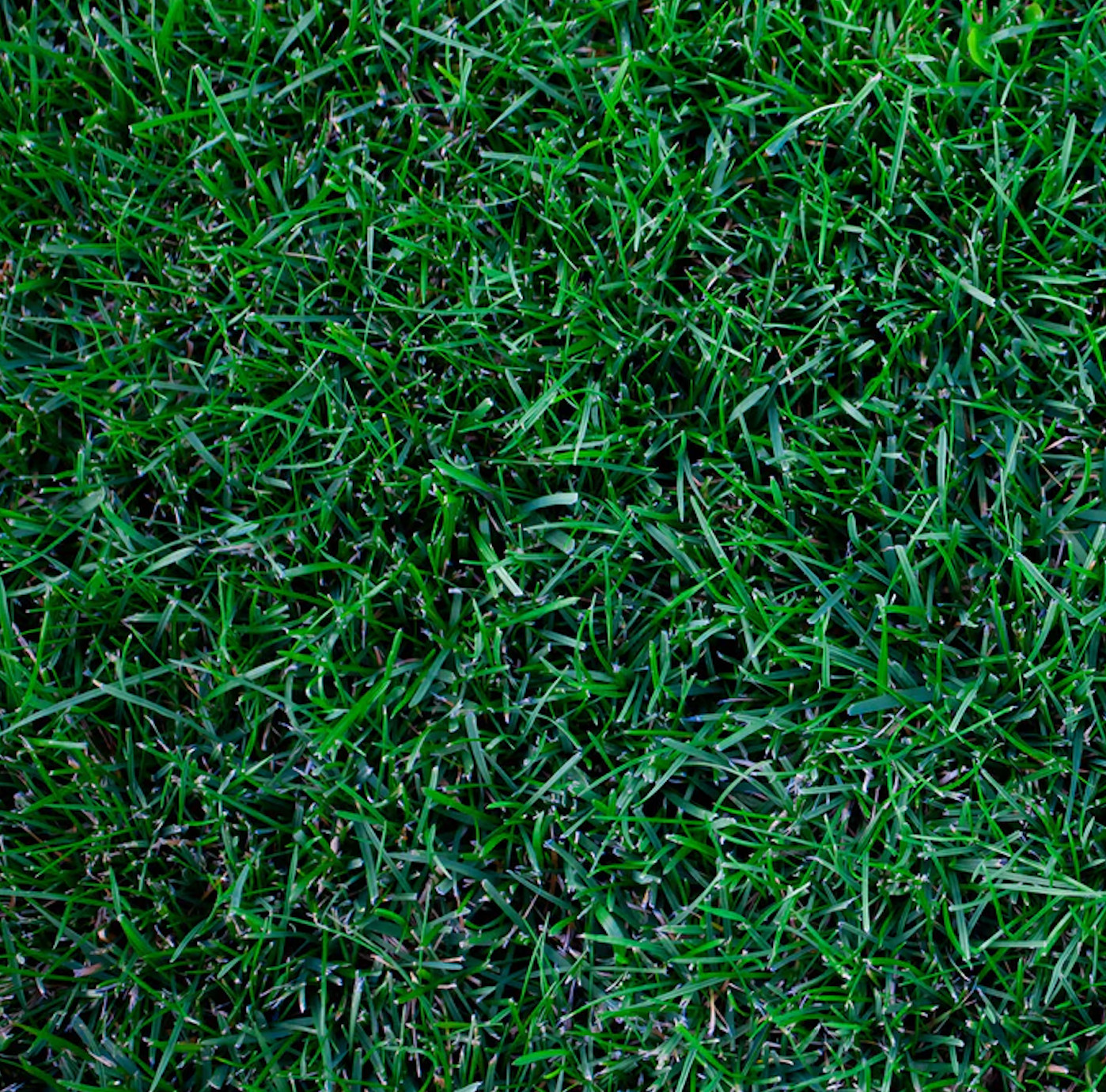 Midnight Kentucky Bluegrass 240,000 Seeds – USA SELLER FREE SHIPPING!