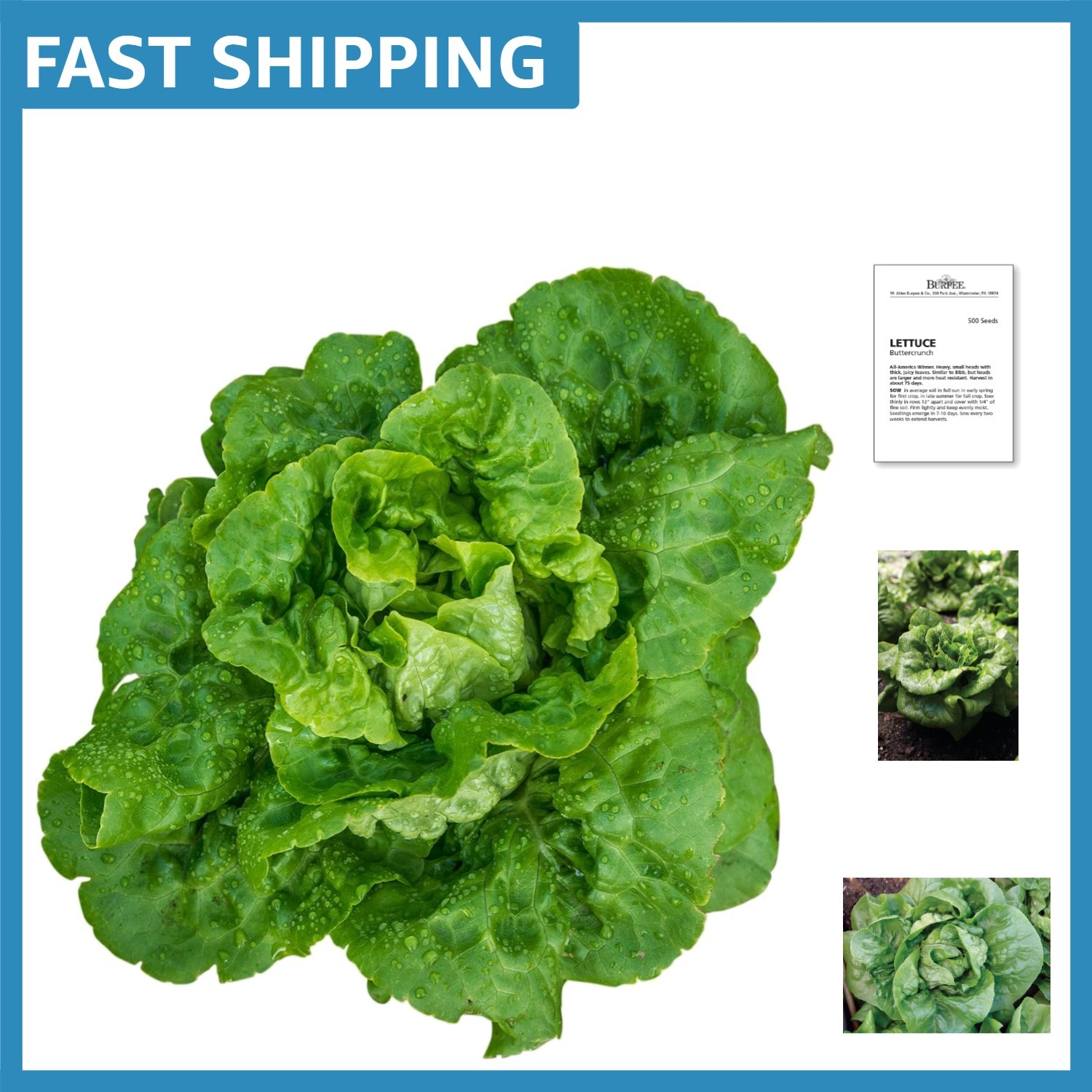 Luscious Buttercrunch Lettuce Seeds – 500 Count for Flavorful Home Gardening