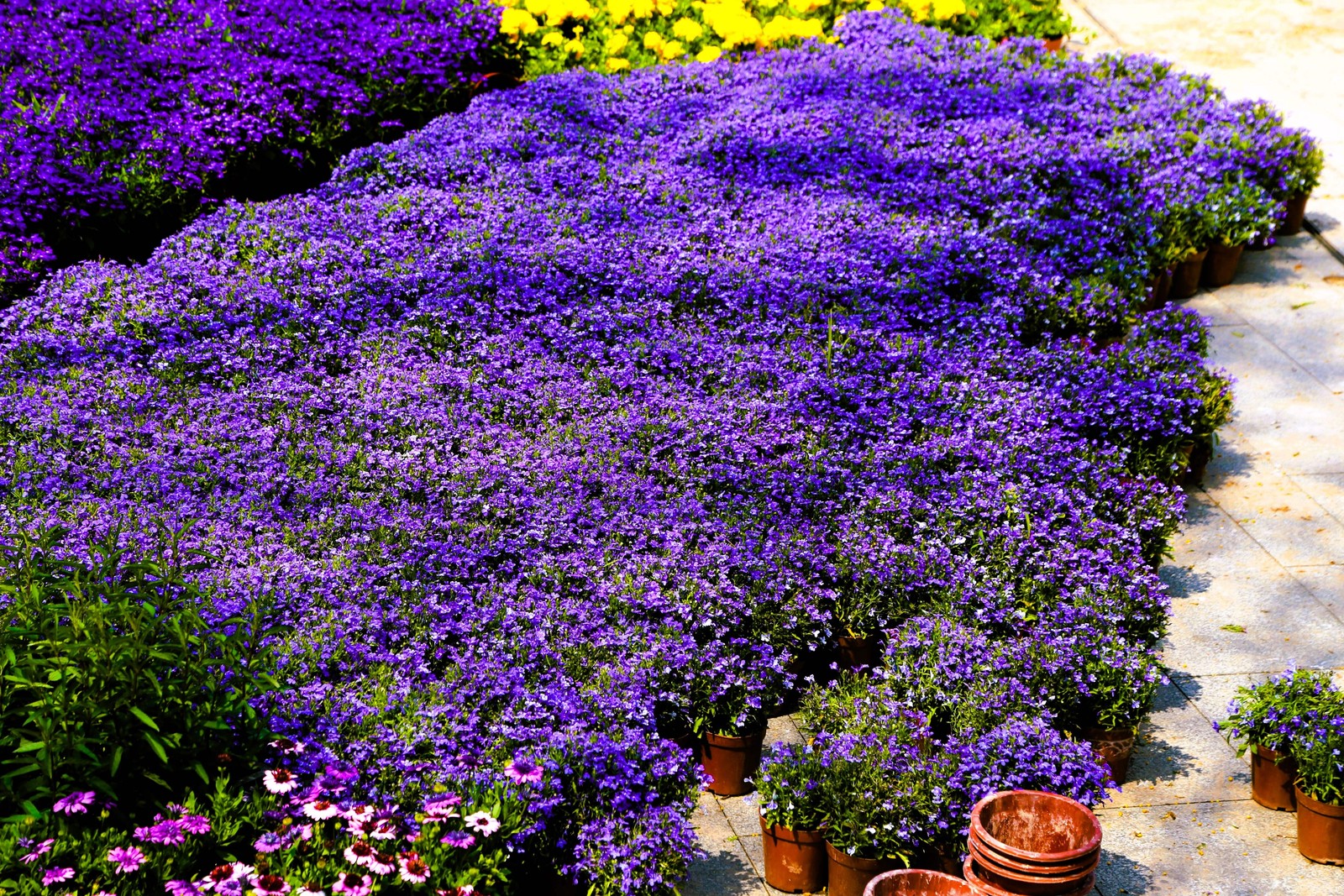 200 MRS CLIBRAN LOBELIA Erinus Lavender Purple & White Flower Seeds *Comb S/H