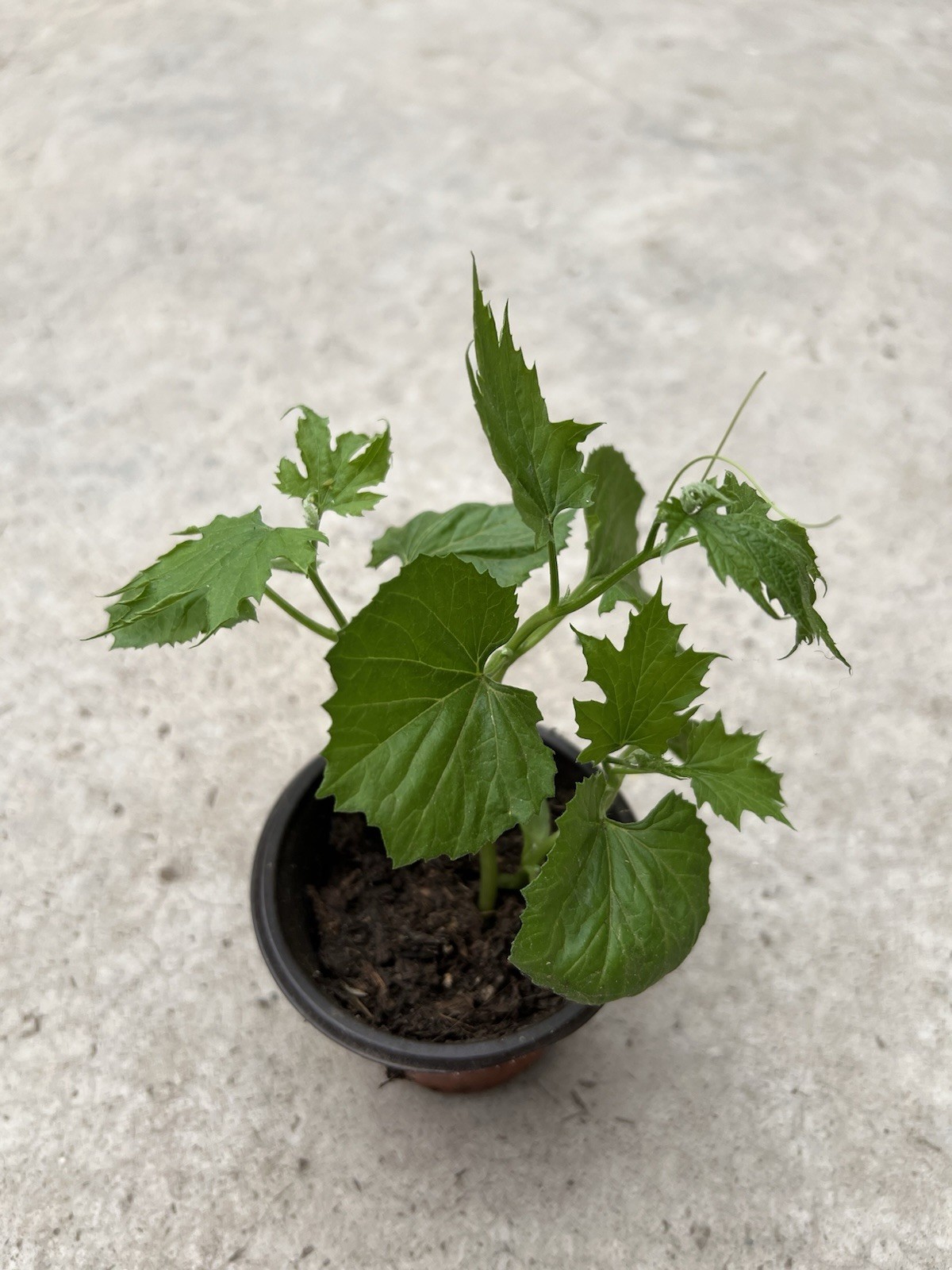 BitterMelon Starter Plant With Pot Live Vegetable Ready To Plant