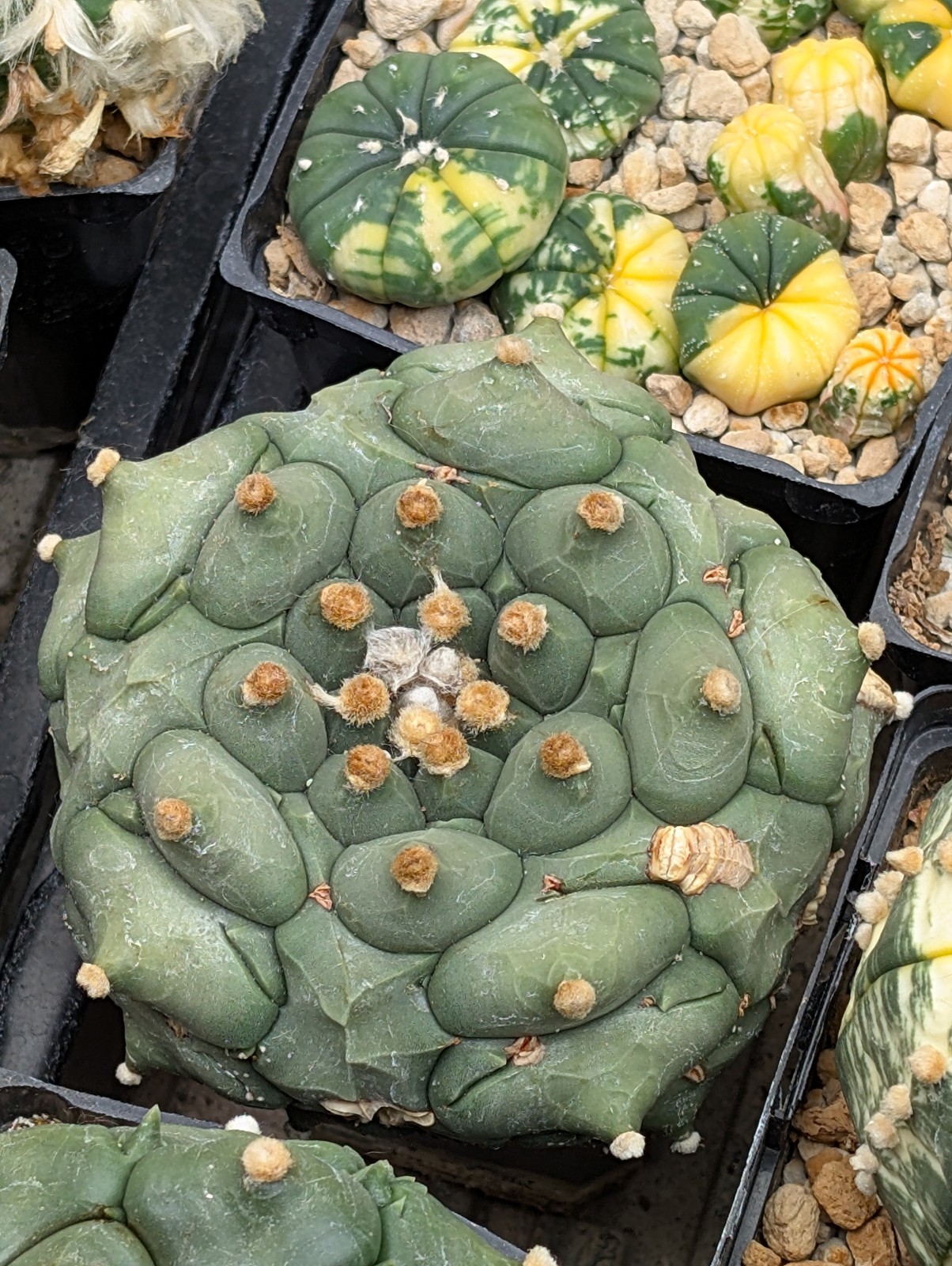 Astrophytum asterias “Mixed Cultivar” 100 Seeds