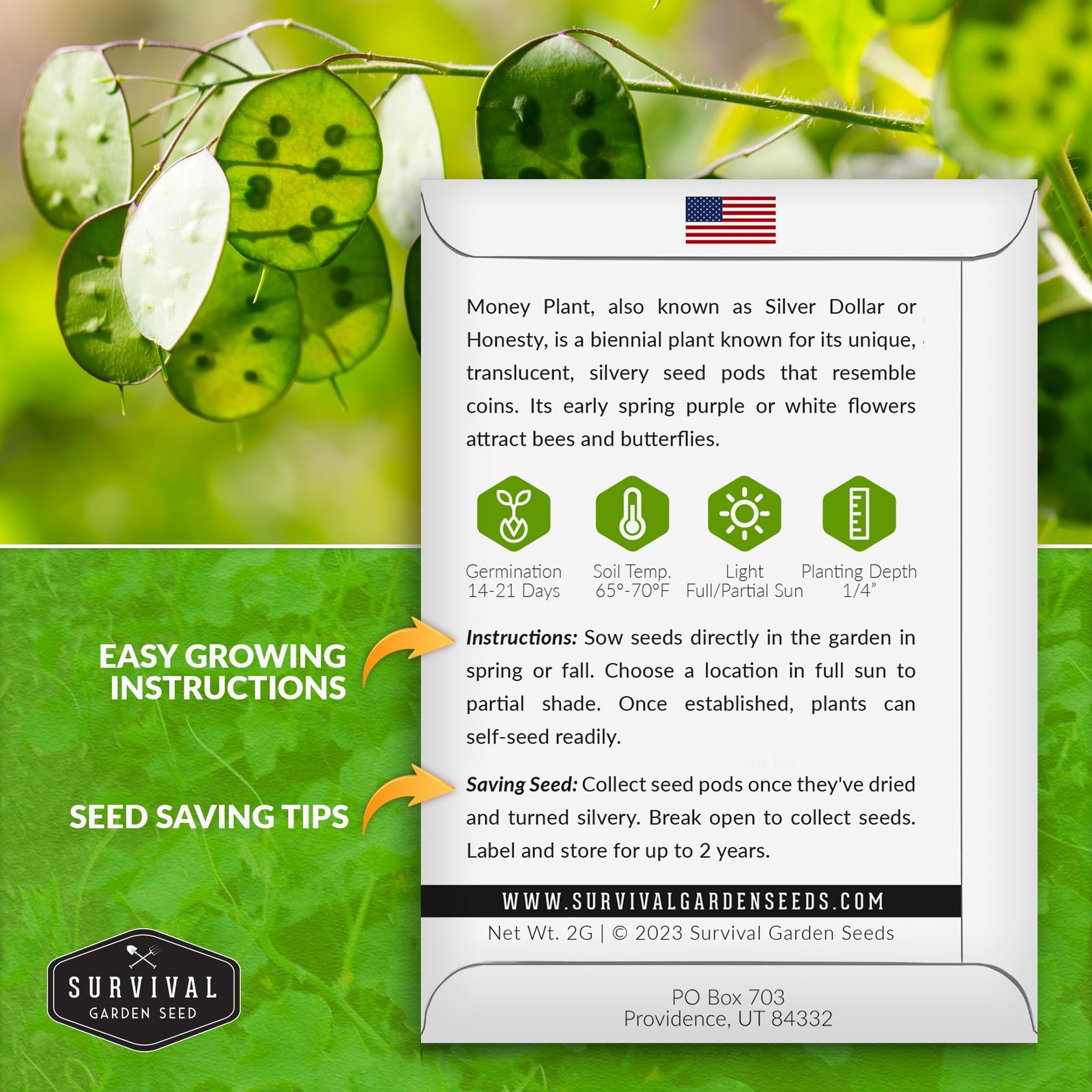 Money Plant Seed Non-GMO Heirloom – 1 Packet with Growing Instructions