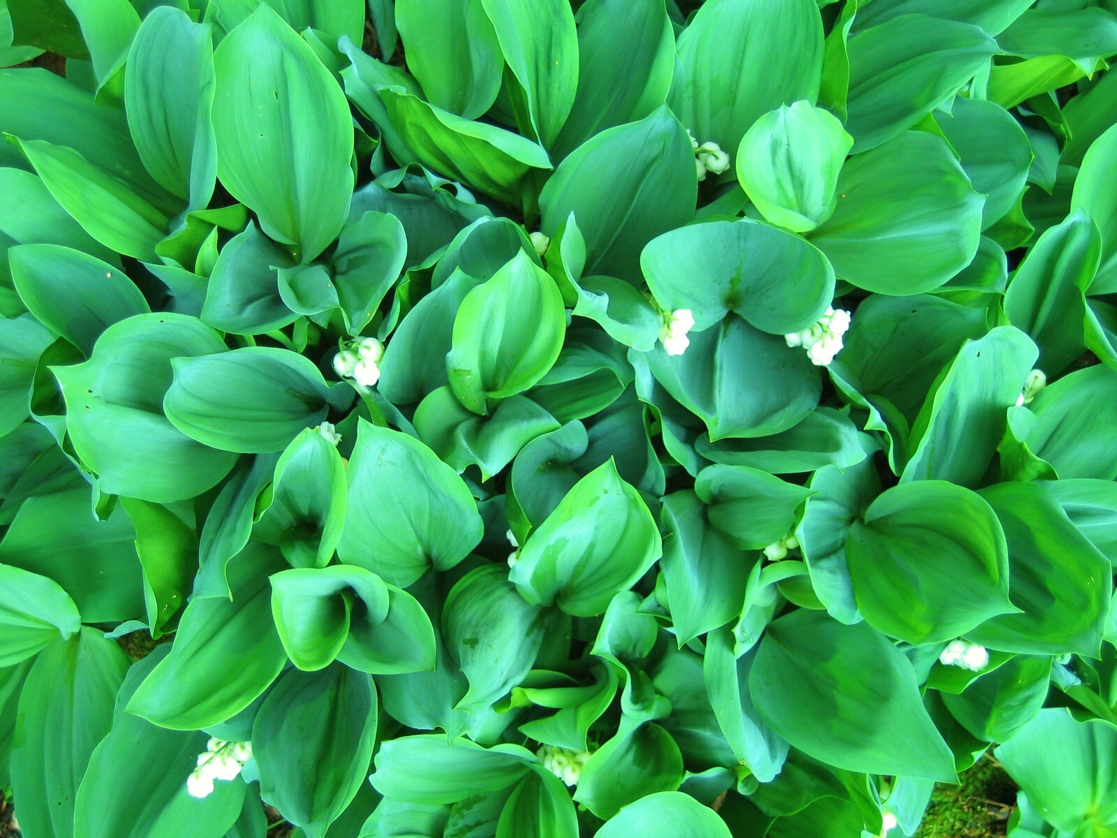 5 Rhizomes (Pips) Lily of The Valley, Convallaria Majalis, May Bells Mary’s Tear