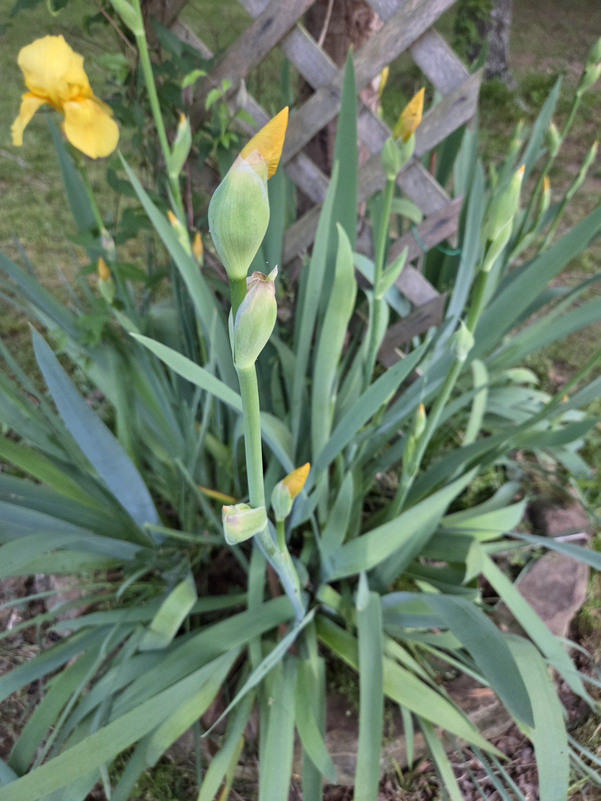 6 – Yellow Iris Flower Rhizome Rhizomes Plant Flowers Dug Fresh