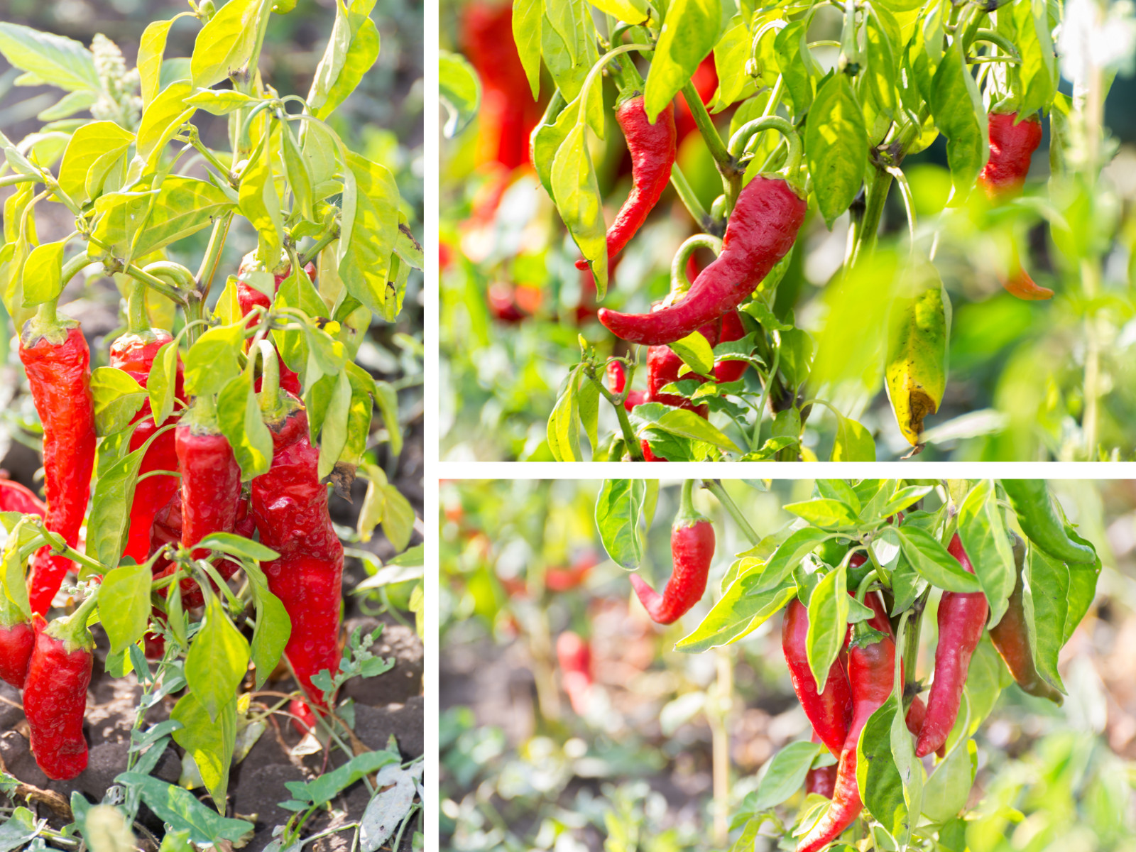 35 Seeds| Bird’s Eye Chili Peppers (Thai) Seeds#6039