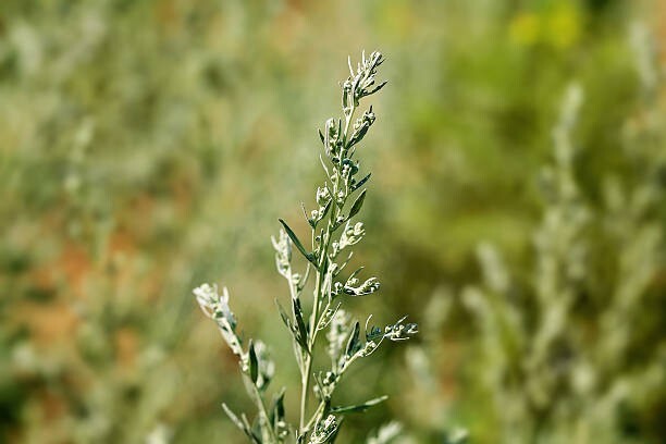 25 Sweet Worwood Seeds (Artemisia annua)