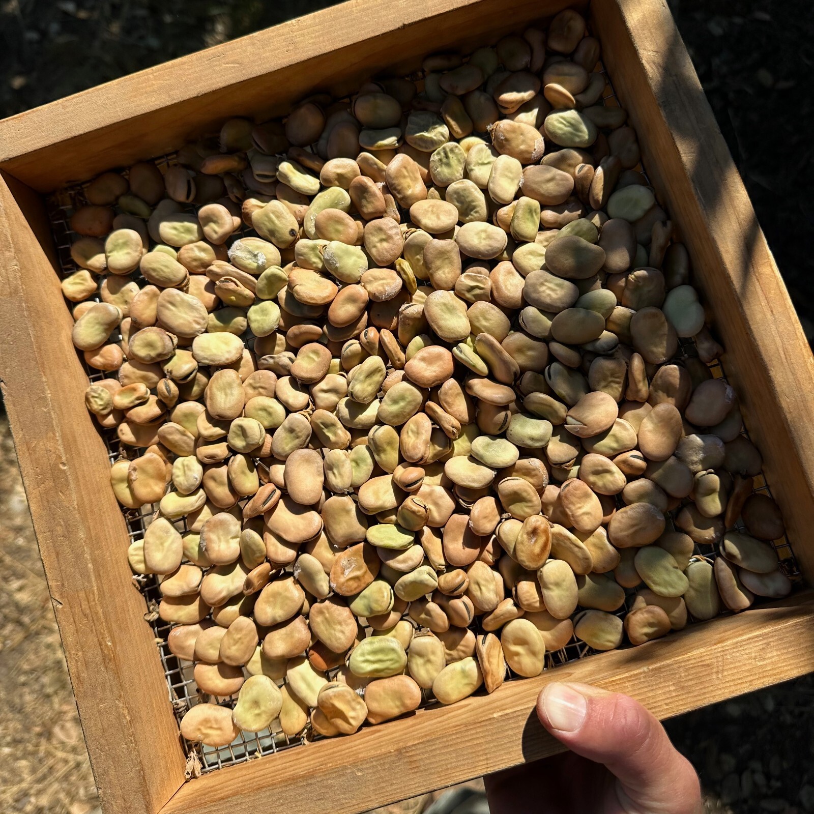 Broad Windsor Fava Bean Seeds 1/2 1 Pound BULK English Heirloom Seed Packet Faba