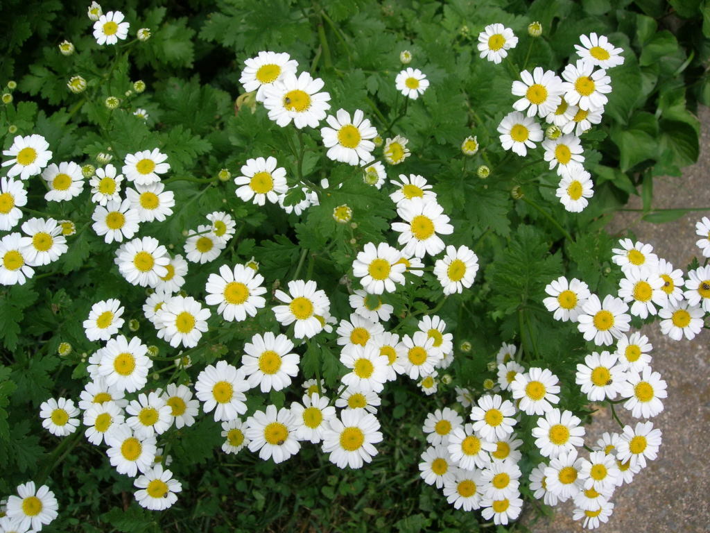 Feverfew Seeds ~ natural bunny deterrent