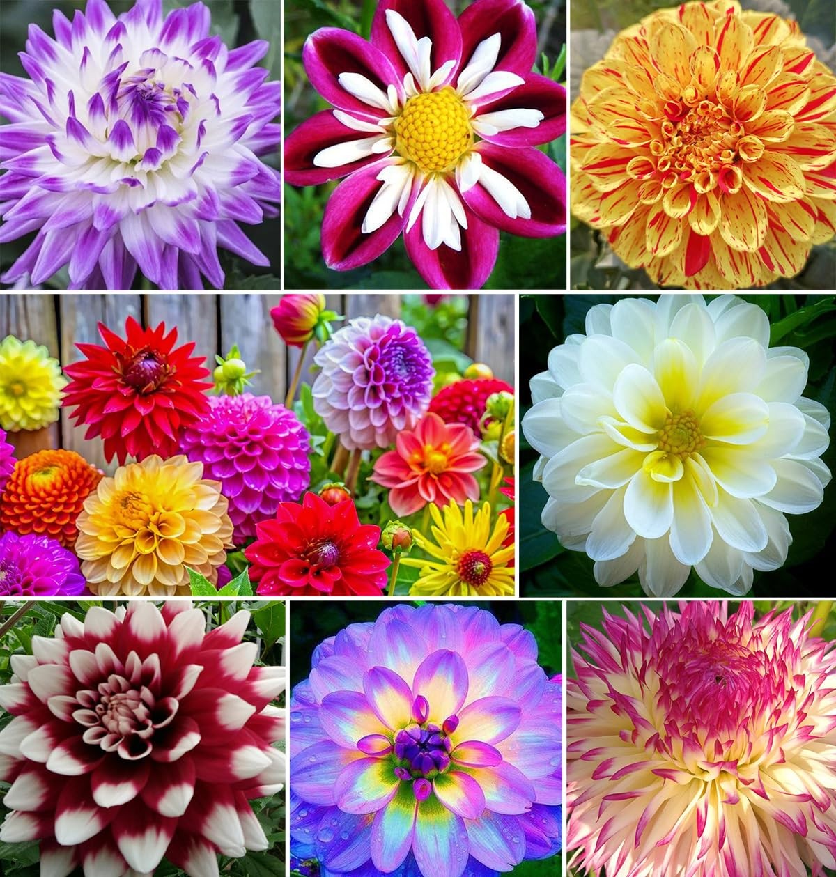Rare Mix Dahlia Pompon Flower Seeds Colorful Variabilis Beautiful Annual Outd…