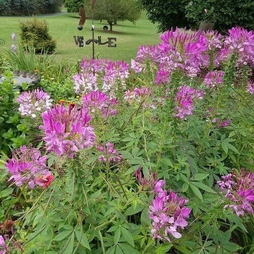 CLEOME Spider Flower Seeds 300+ Mixed Colors Pink, White, Purple Easy to Grow