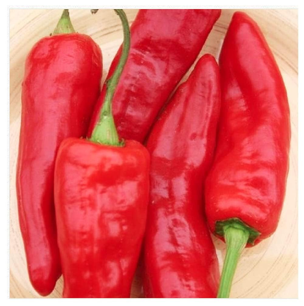 Marconi Red Sweet Pepper Seeds (20) / FLORIDA GROWN / XL / Fantastic flavor