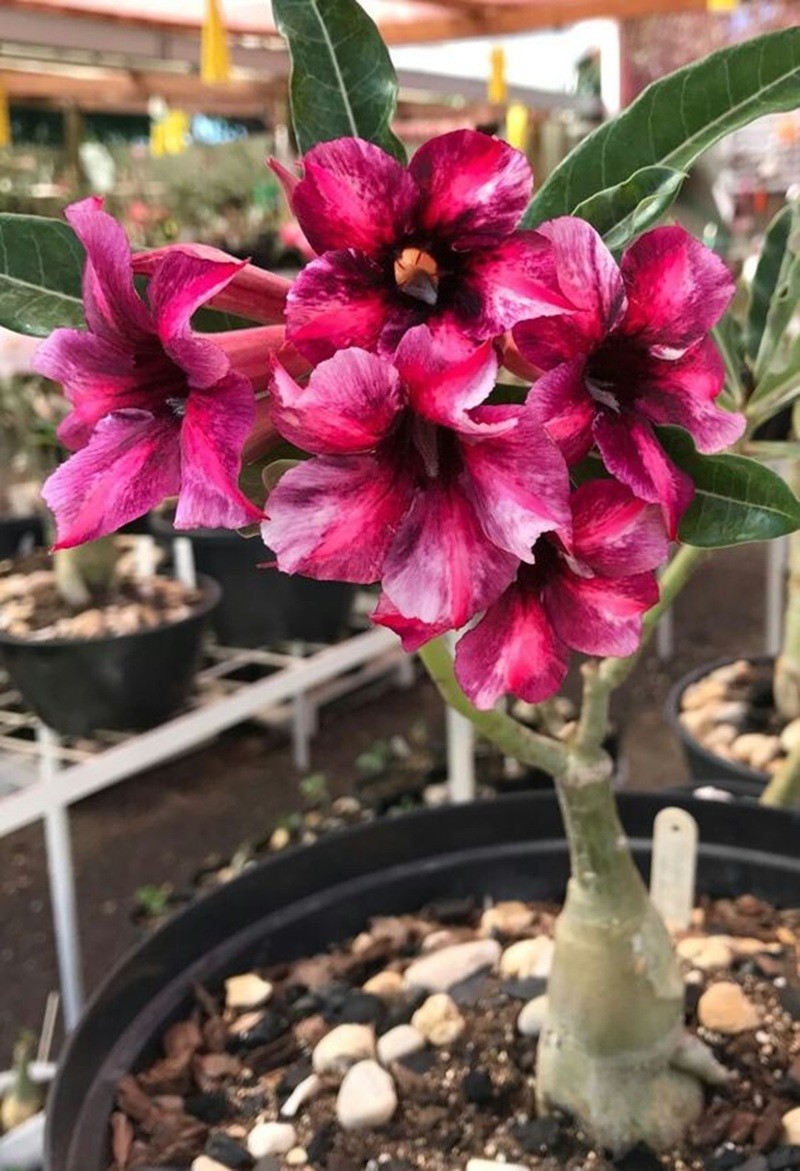 4 Seeds Adenium Obesum Desert Rose “Pink Black White” Perennial Seed Flower