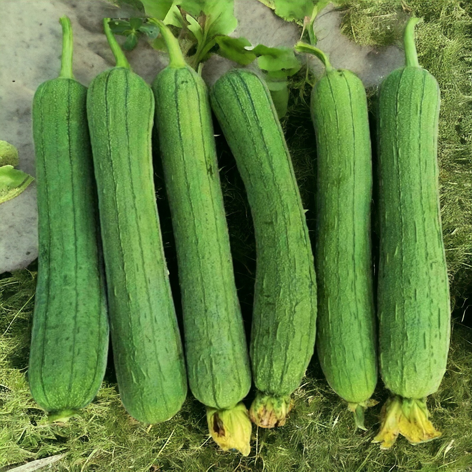 30pcs Luffa Chubby Pier Gourd Seeds – Non-GMO, Loofah Sponge Gourd Seeds.