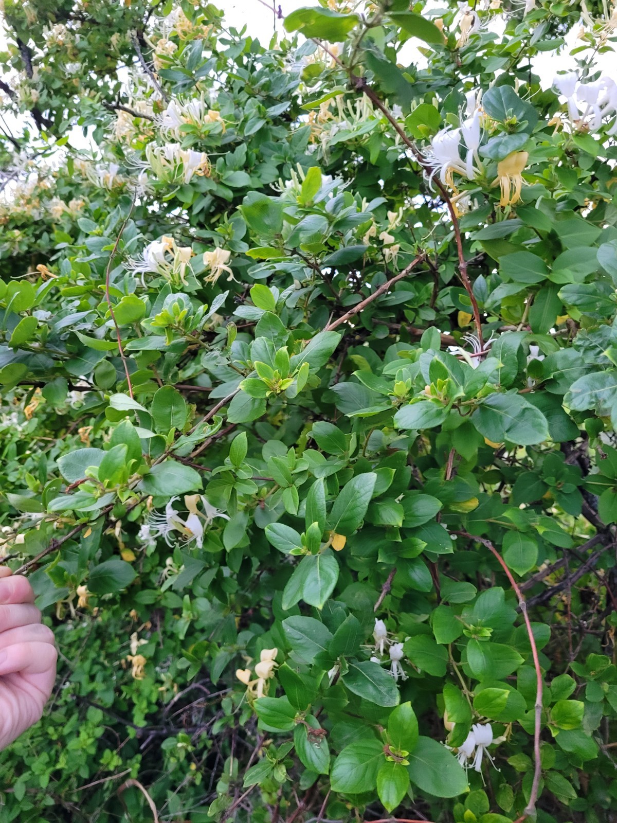 Honey Suckle Cuttings. 10 Pack. Free Shipping. Smells Great