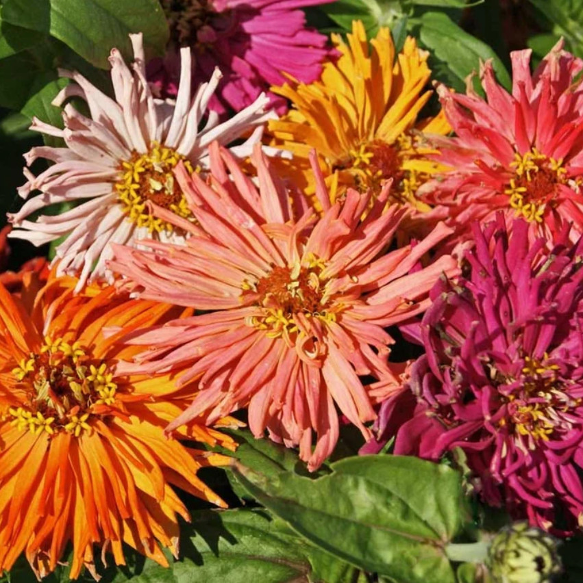Landscaper’s Pack SUPER CACTUS GIANT Zinnia elegans Huge Blooms 300 Seeds!