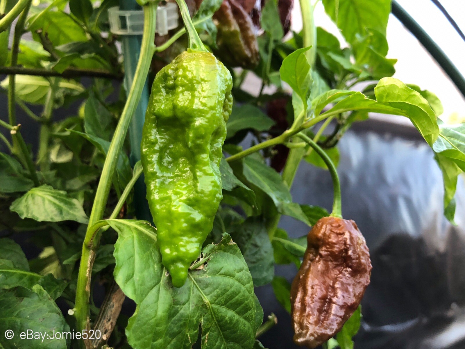RARE✿ Chocolate Bhut Jolokia/ Ghost Pepper 10+ Seeds ●Sweet Undertones
