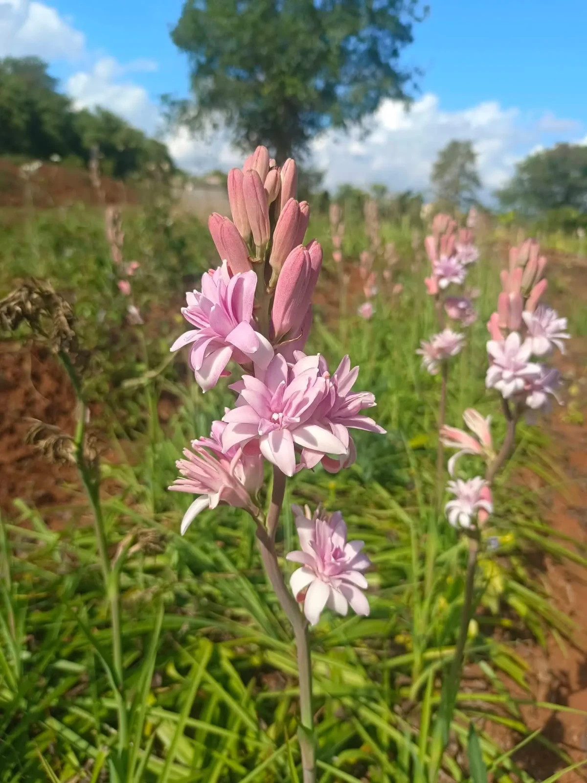 3 New! Large Double Pink Mexican Tuberose Polianthes Lily Fragrant