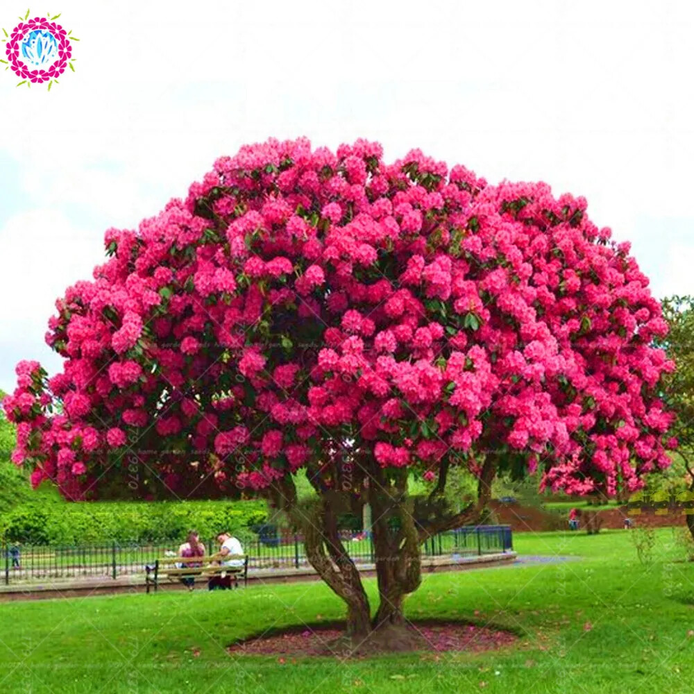 20 EXOTIC rare CHERRY TREE SEEDS for garden flower bloom blossom USA SELLER USPS