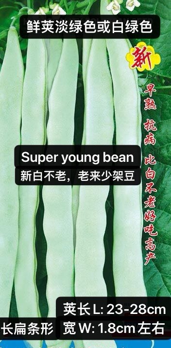 60Ct Super young bean seeds Stringless Pole Bean Heavy producer60粒高产新白不老、老来少架豆种子