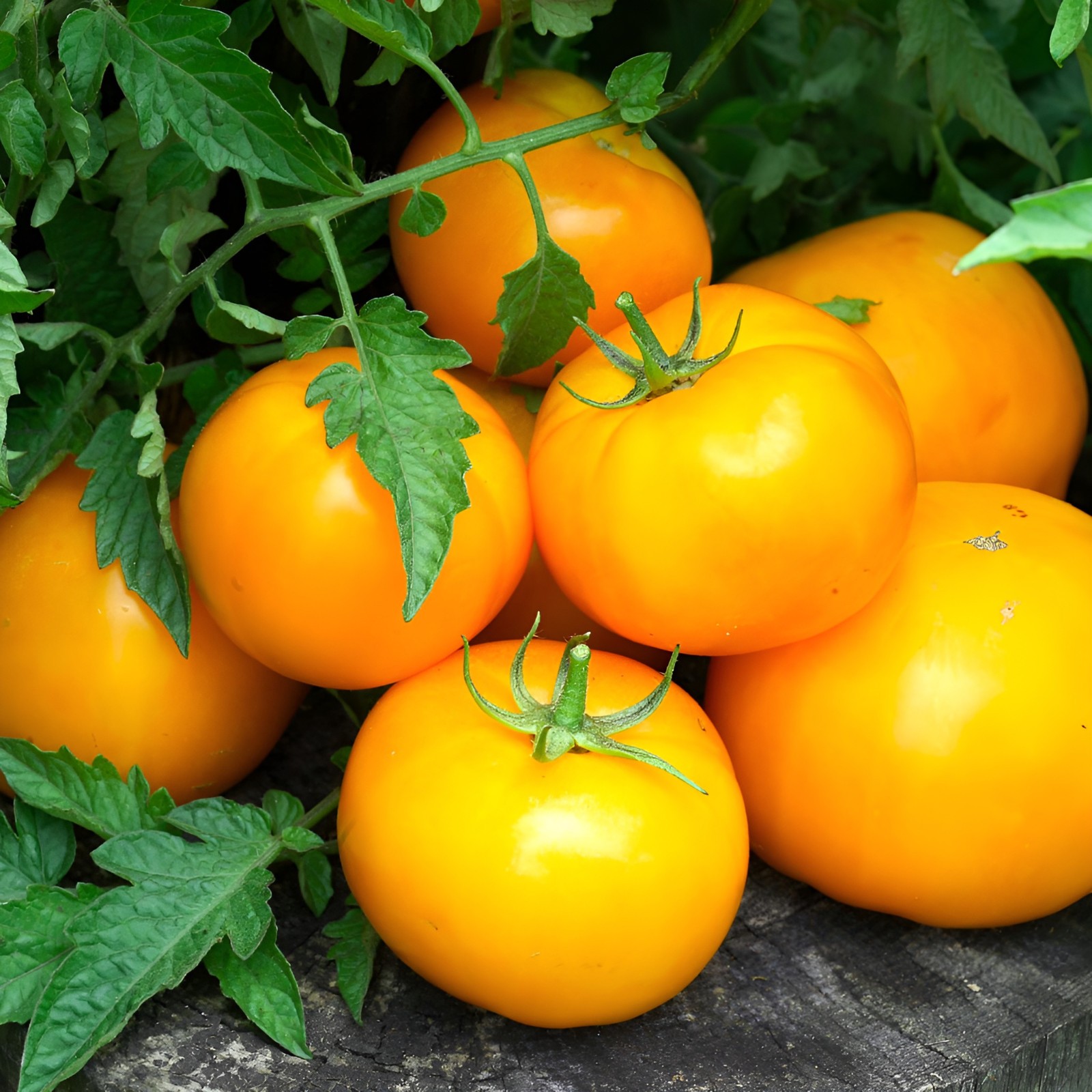 125 Heirloom Golden Jubilee Beefsteak Tomato Seeds Indetermninate – AAS Winner