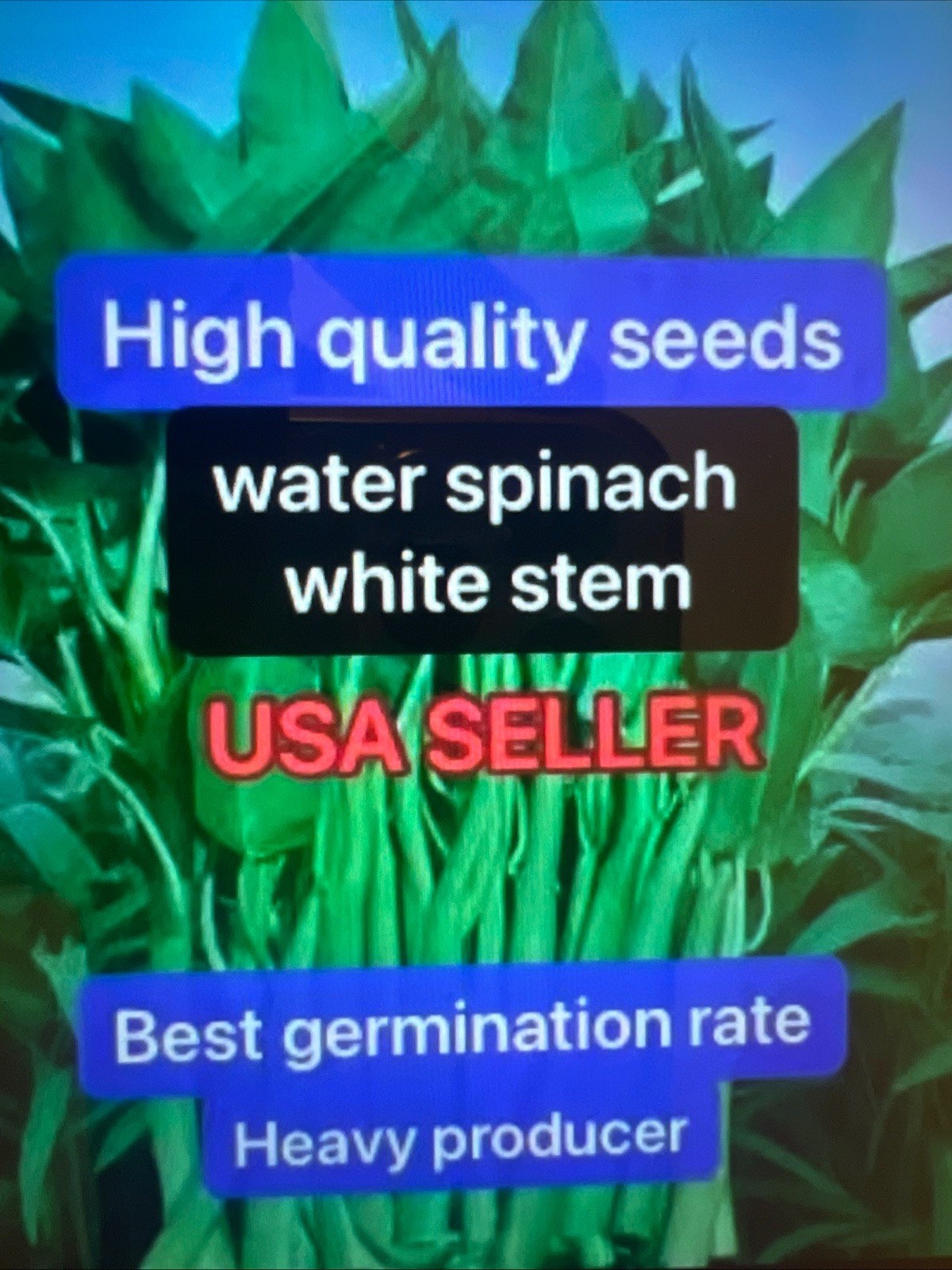 130ps Water Spinach White Stem Seeds Ong Choy Kangkong Seeds Produced By 2024