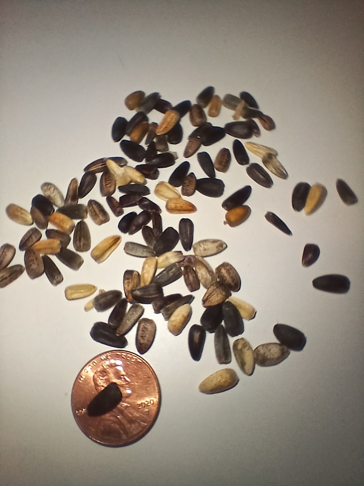 Dwarf Sunflower Seeds (400)