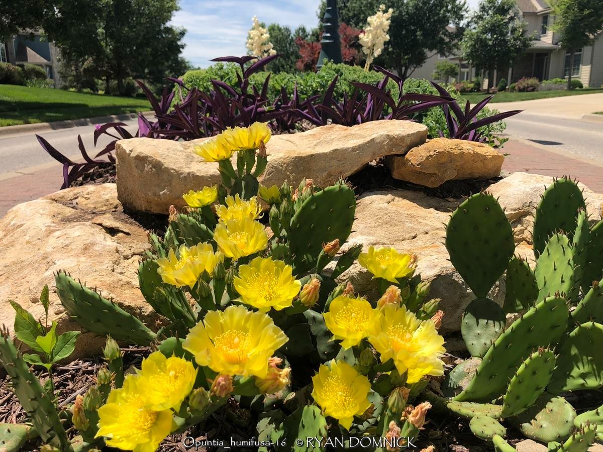 BULK SEEDS!…Opuntia humifusa…Eastern Prickly Pear Cactus(hardy)..QTY/bag=100