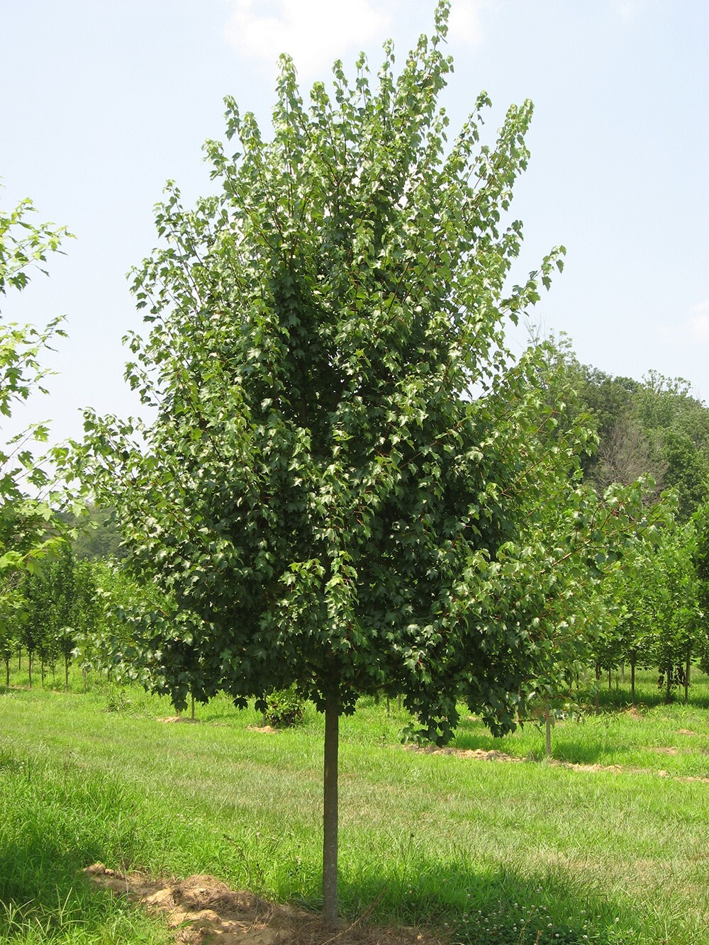 Southern Red Maple Tree | Premium Seeds | Acer rubrum ‘Summer’ | Plants’®