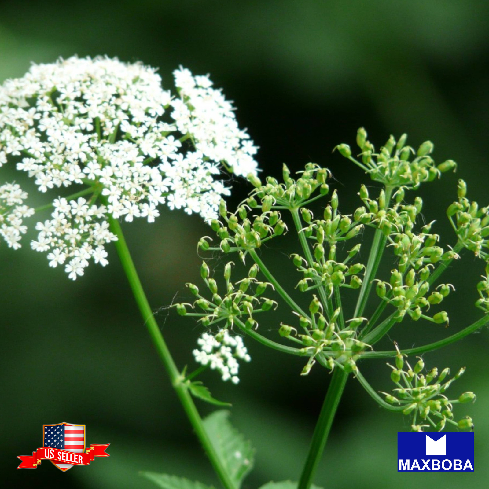 Caraway Seeds Heirloom Non-GMO