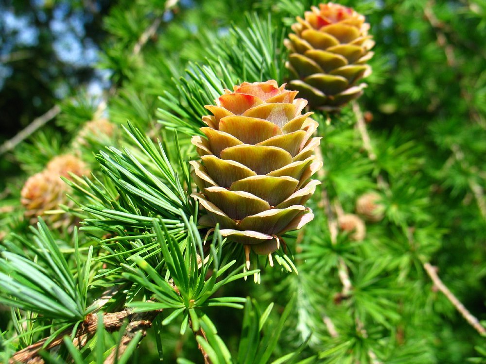 Japanese Larch, (Larix kaempferi) Larix leptolepis, Tree Seeds, (Fall Color)