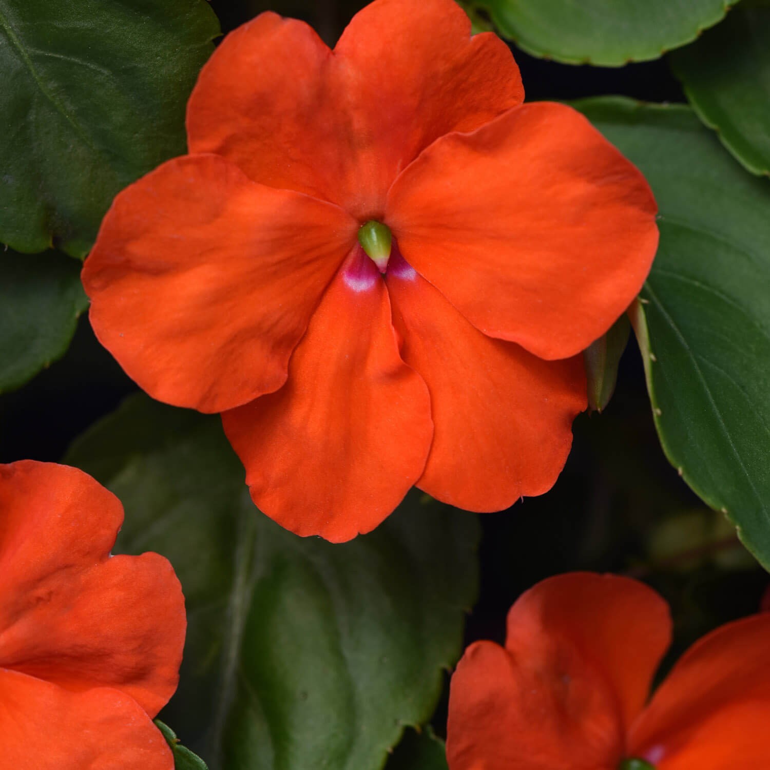 75 Seeds Orange Impatiens Beacon Garden Flower Seeds