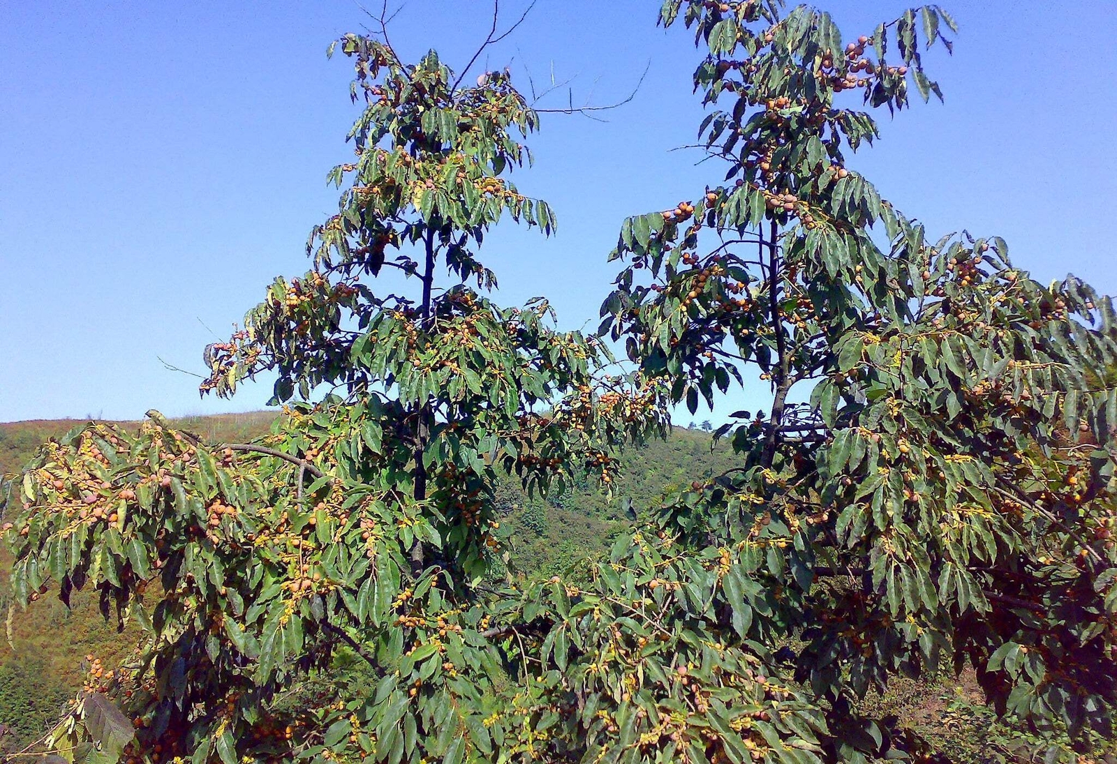 10 ITALIAN PERSIMMON TREE Dateplum Date Plum Fruit Diospyros Lotus Seeds