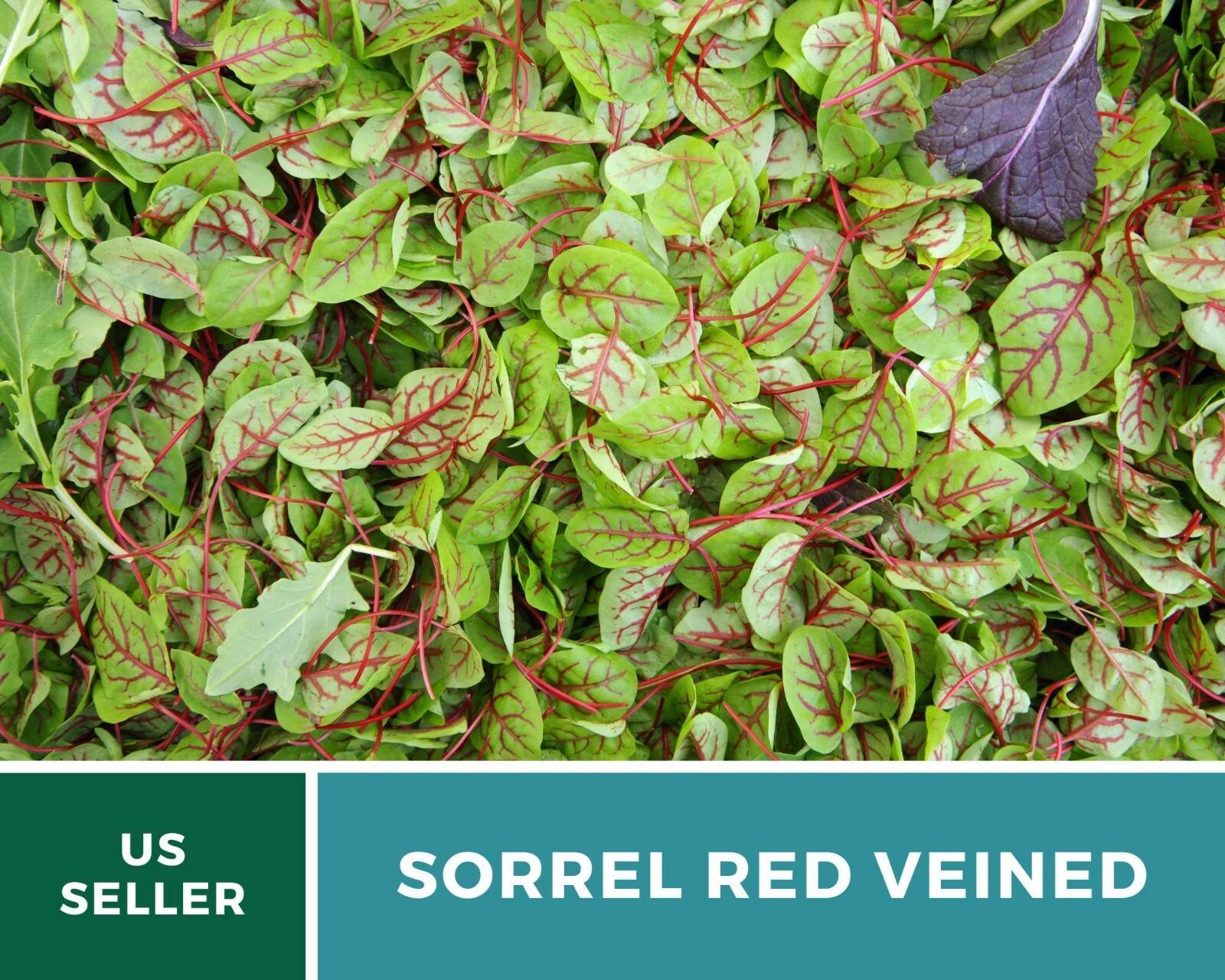 Sorrel, Red Veined – Heirloom Seeds – Culinary Salad Green (Rumex sanguineus)