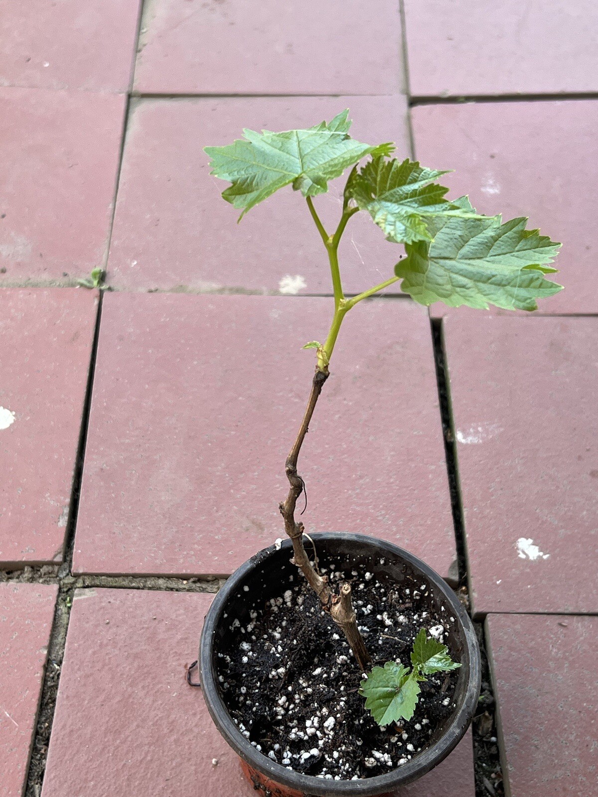 Kyoho Grape 8” With Pot Seedling Live Plant Ready To Plant