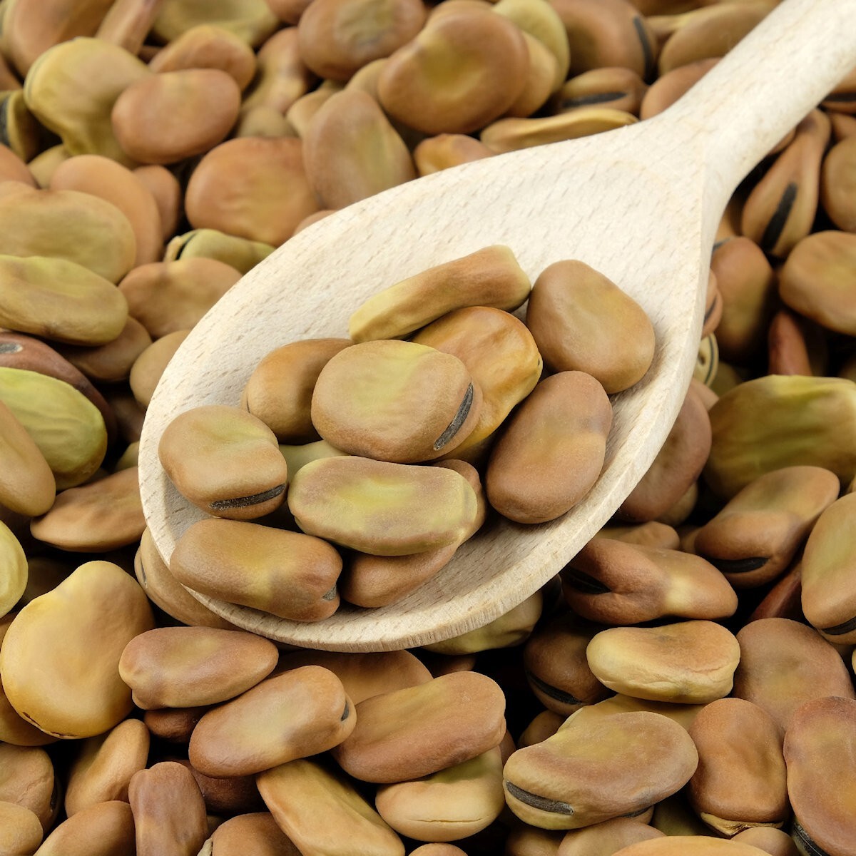 1/4 Lb Broad Windsor Fava Bean Seeds – Everwilde Farms Mylar Seed Packet